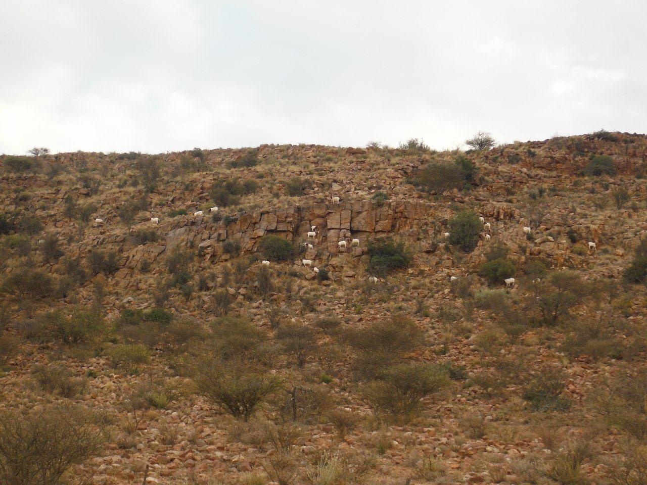 Bokke.jpg