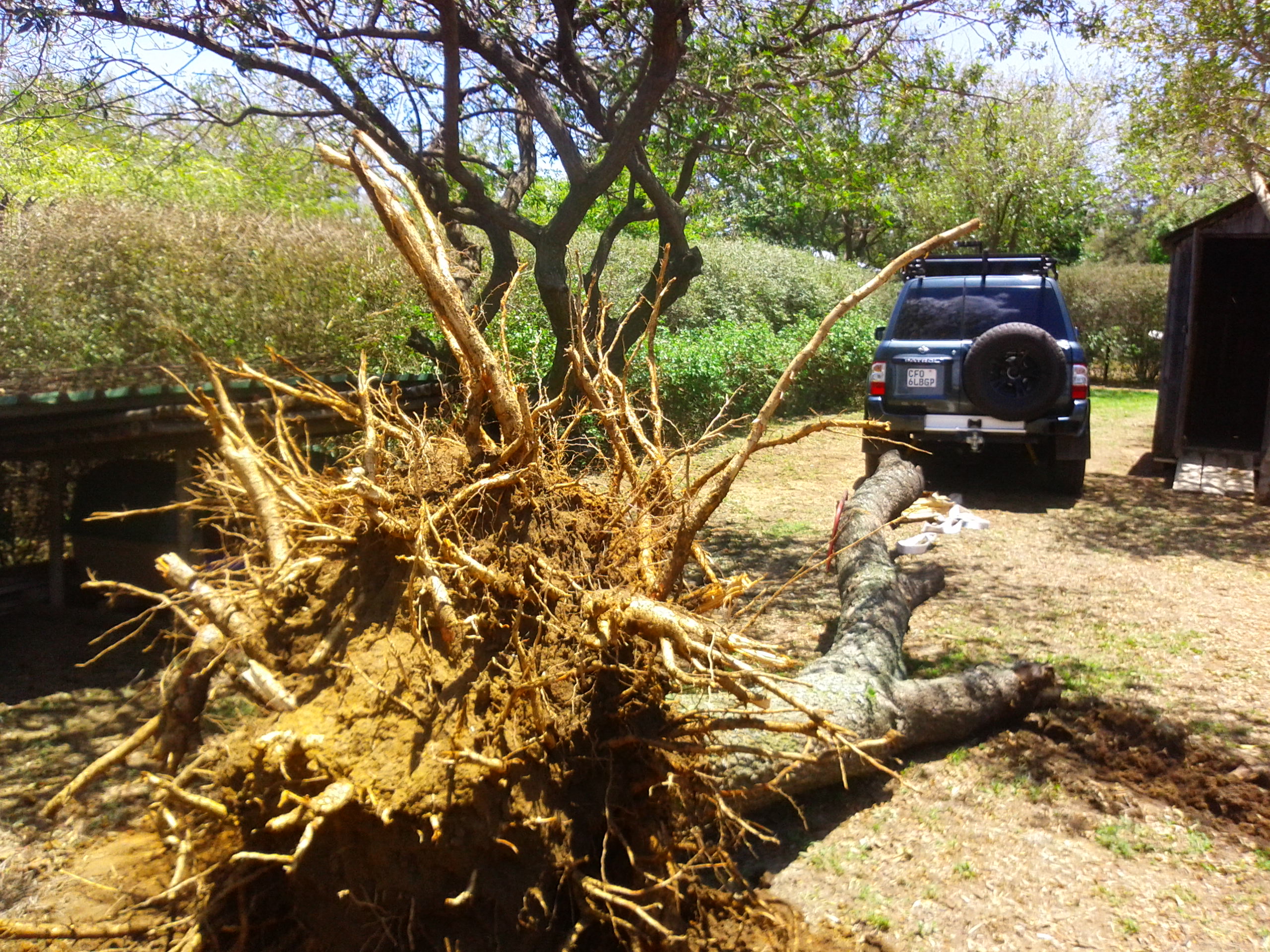 Tree felling 1
