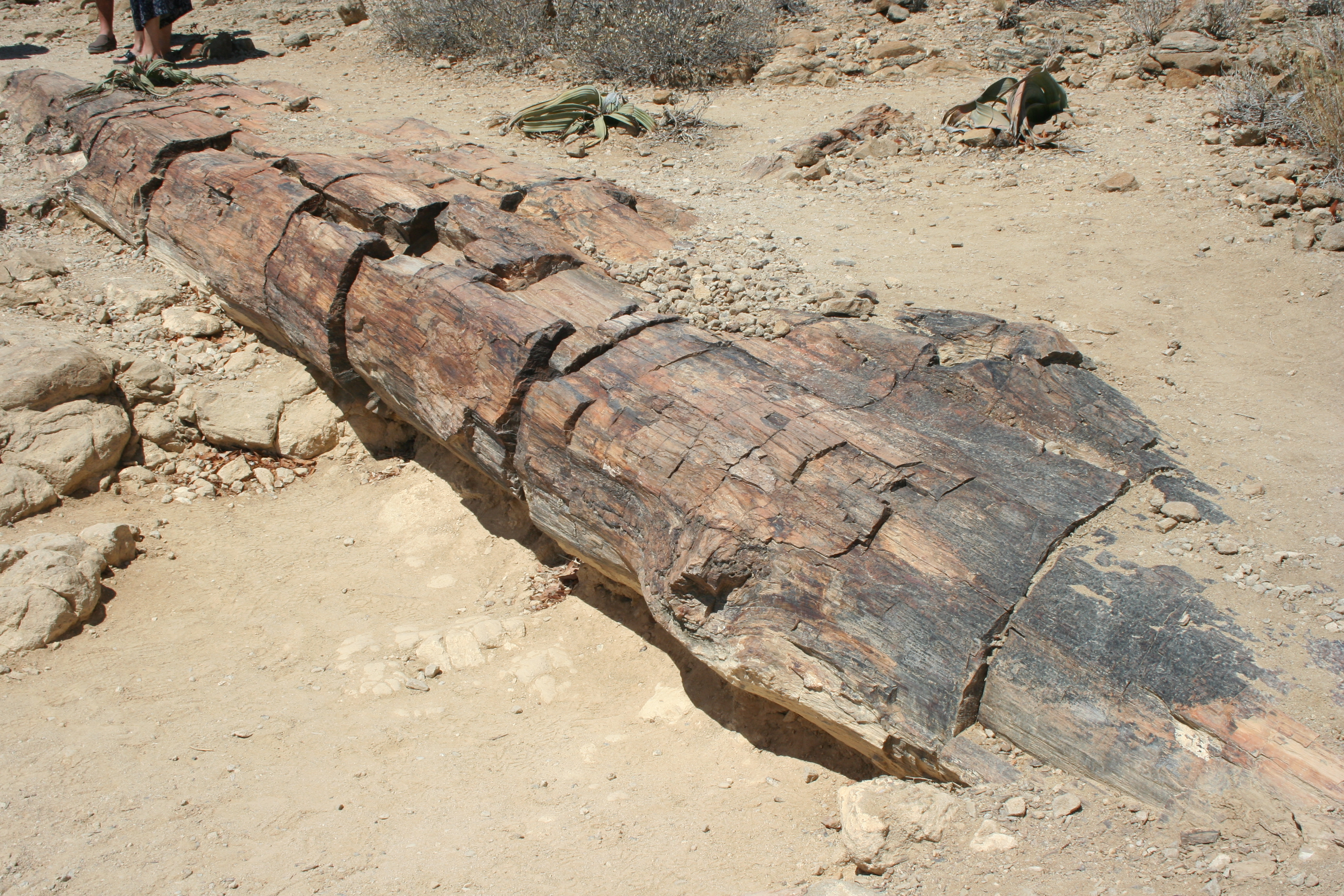 Petrified Forest.JPG