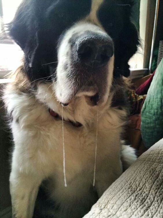 slobber.jpg