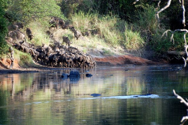 Wildebeest at Grumeti.JPG