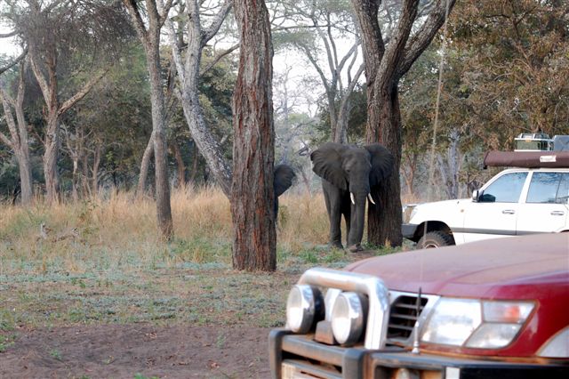 Katavi Elephants.JPG