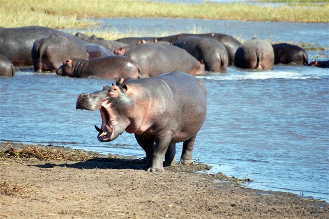 Katavi Hippo.JPG