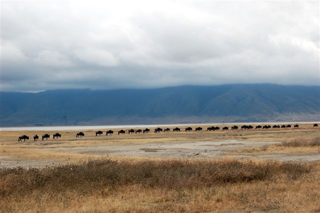 Wildebeest in Crater floor.JPG
