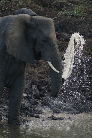 As jy n lekka lens het kan jy up close en personal raak met olifante