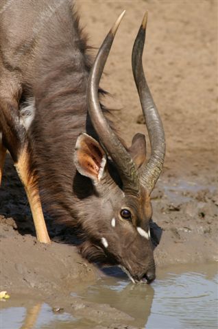 Nyala bul