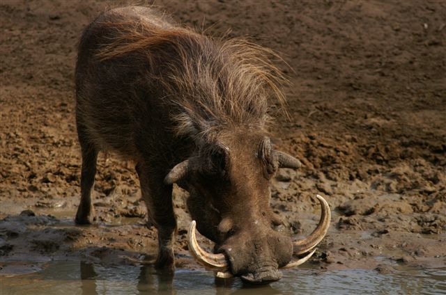 Pumba met oulike stelletjie tande