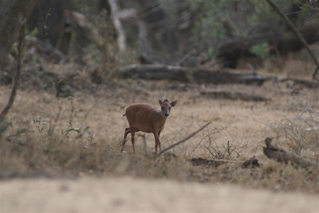 Suni bokkie maar hy was skrikkerig en het nie kom drink nie
