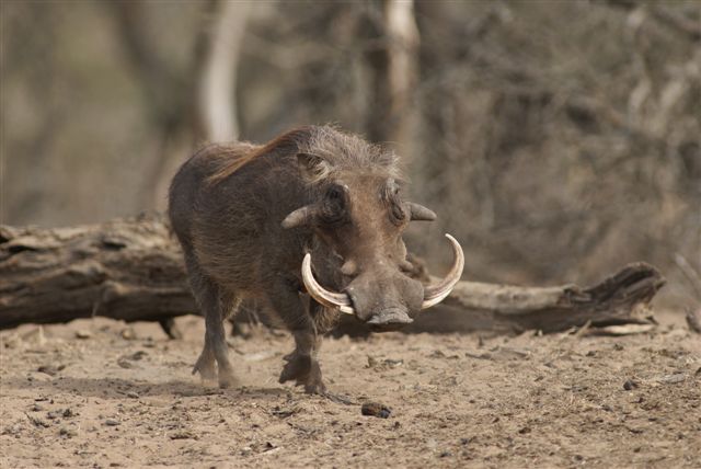 Pumba oppad na watergat