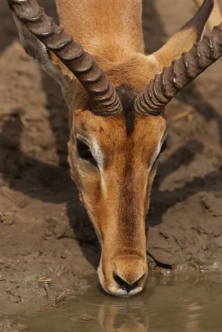 Rooibok rammetjie