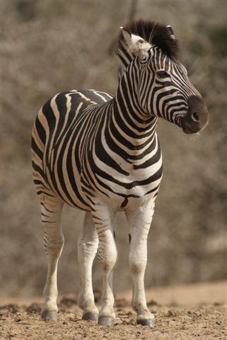 Zebra bespied die area voordat hy ander roep