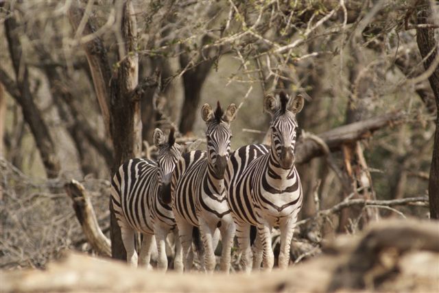 Ander Zebra wag vir OK om te kan gaan drink maar die Boss man het besluit dis bietjie risky so niemand het kom drink nie