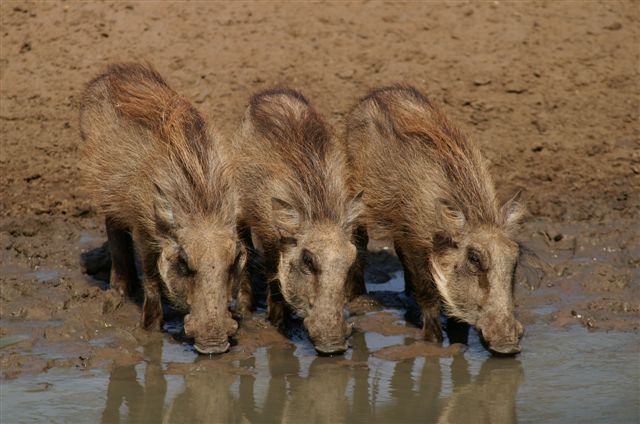 Vlakvarke kom suip net water sonder om te worry wie of wat by watergat is hardloop af, drink en gaat weer aan
