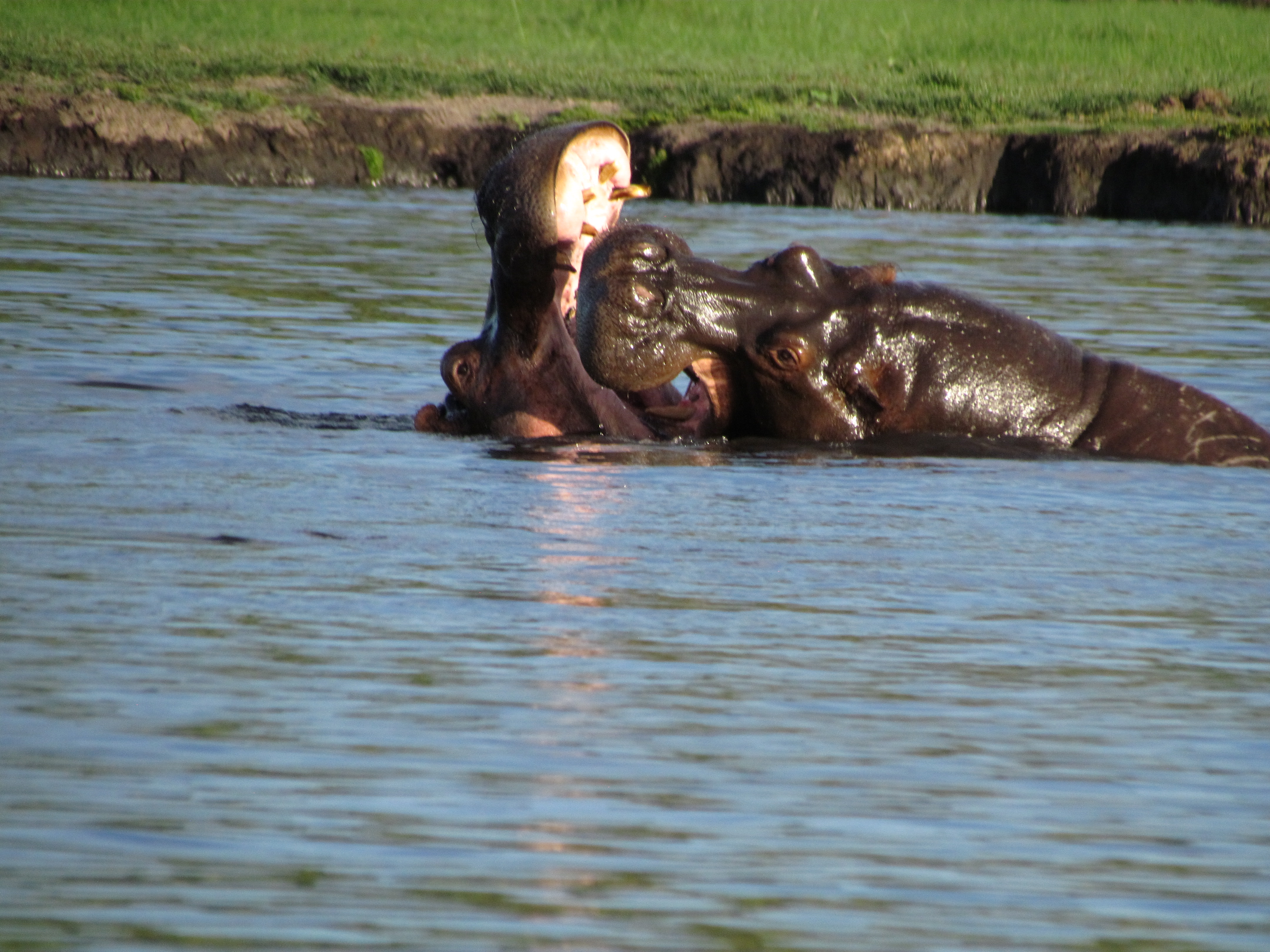 Hippo on Chobe River mating.