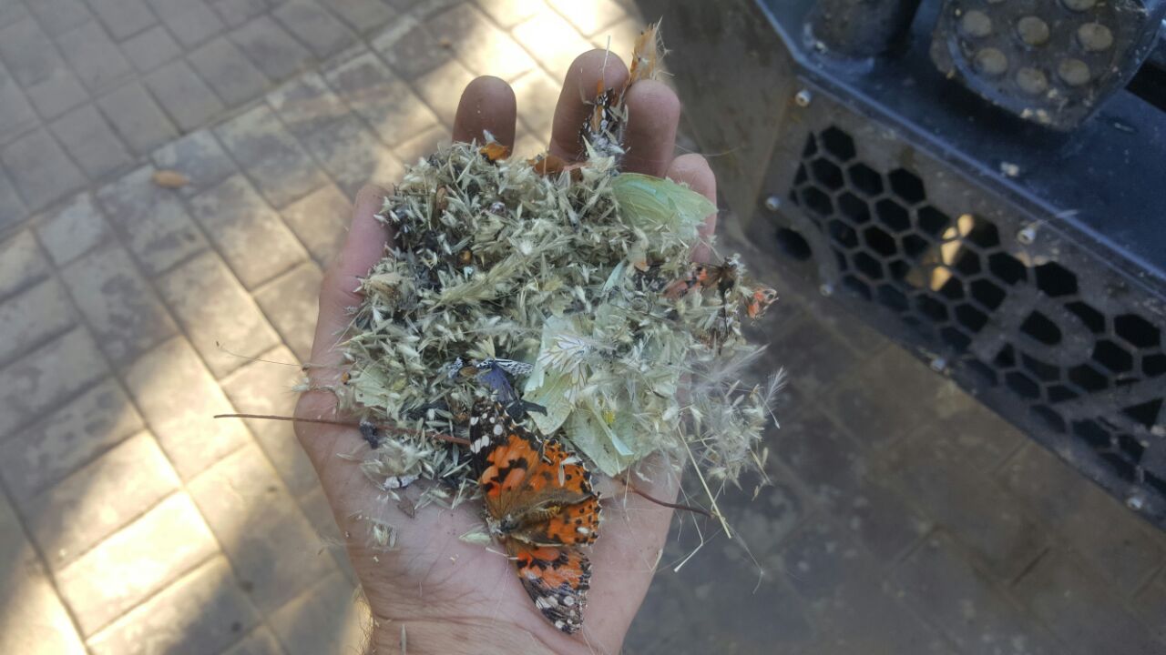 Some of the grass seeds that was stuck in my cooler