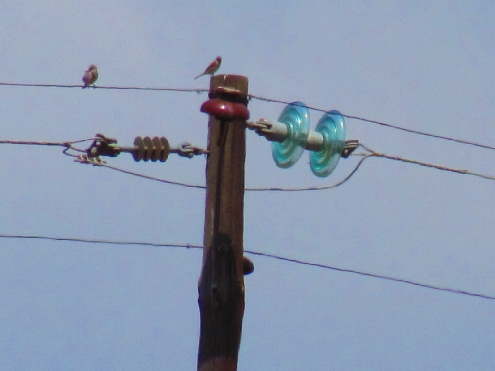 Like a bird on a wire.jpg