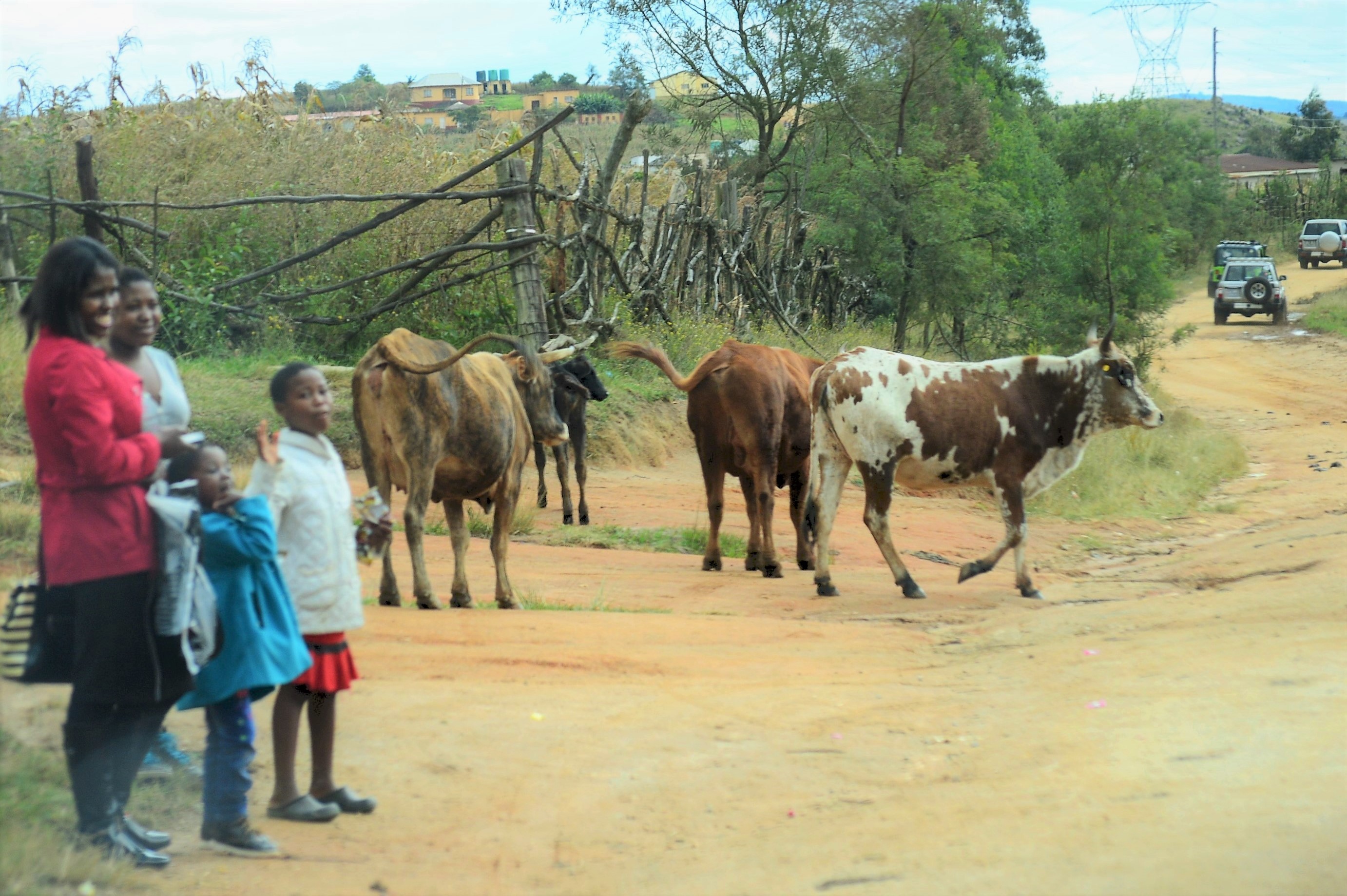 Swazi's, nog Beeste en Patrol's