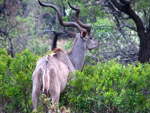 DeWildt Kudu.jpg
