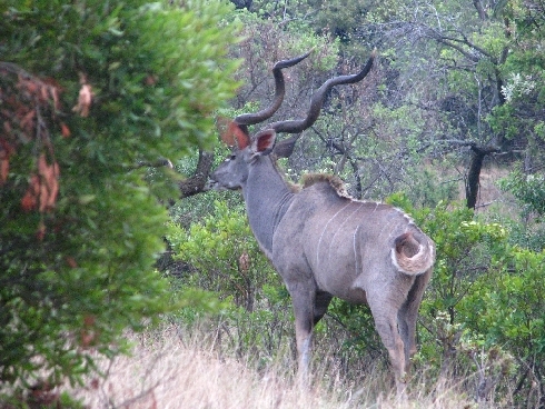 De Wildt Kudu II.jpg