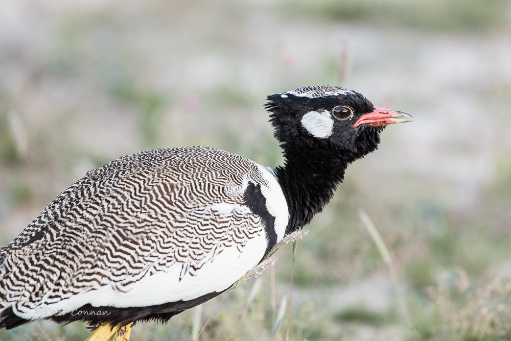 Northern Black Korhaan