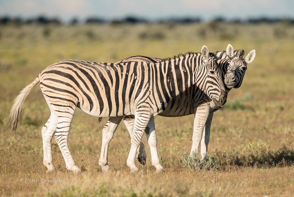 Zebra
