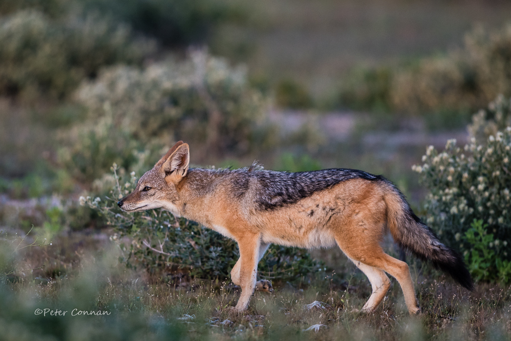 The obligatory early-morning Jackal