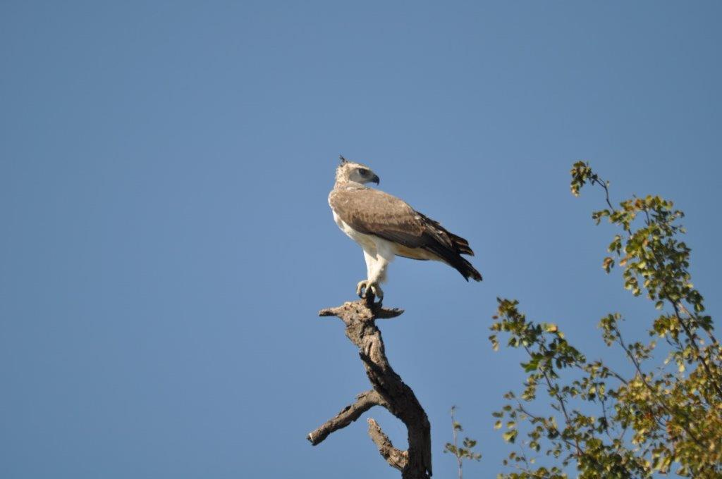 Immature Marshall Eagle