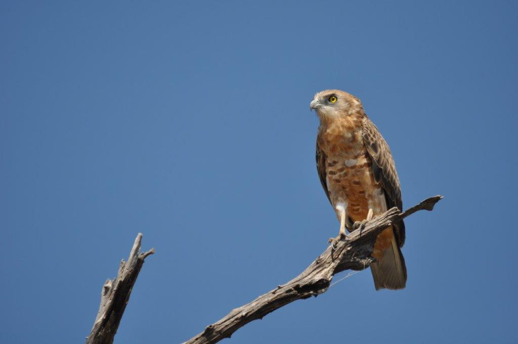 Not too sure ...maybe Brown Snake Eagle?