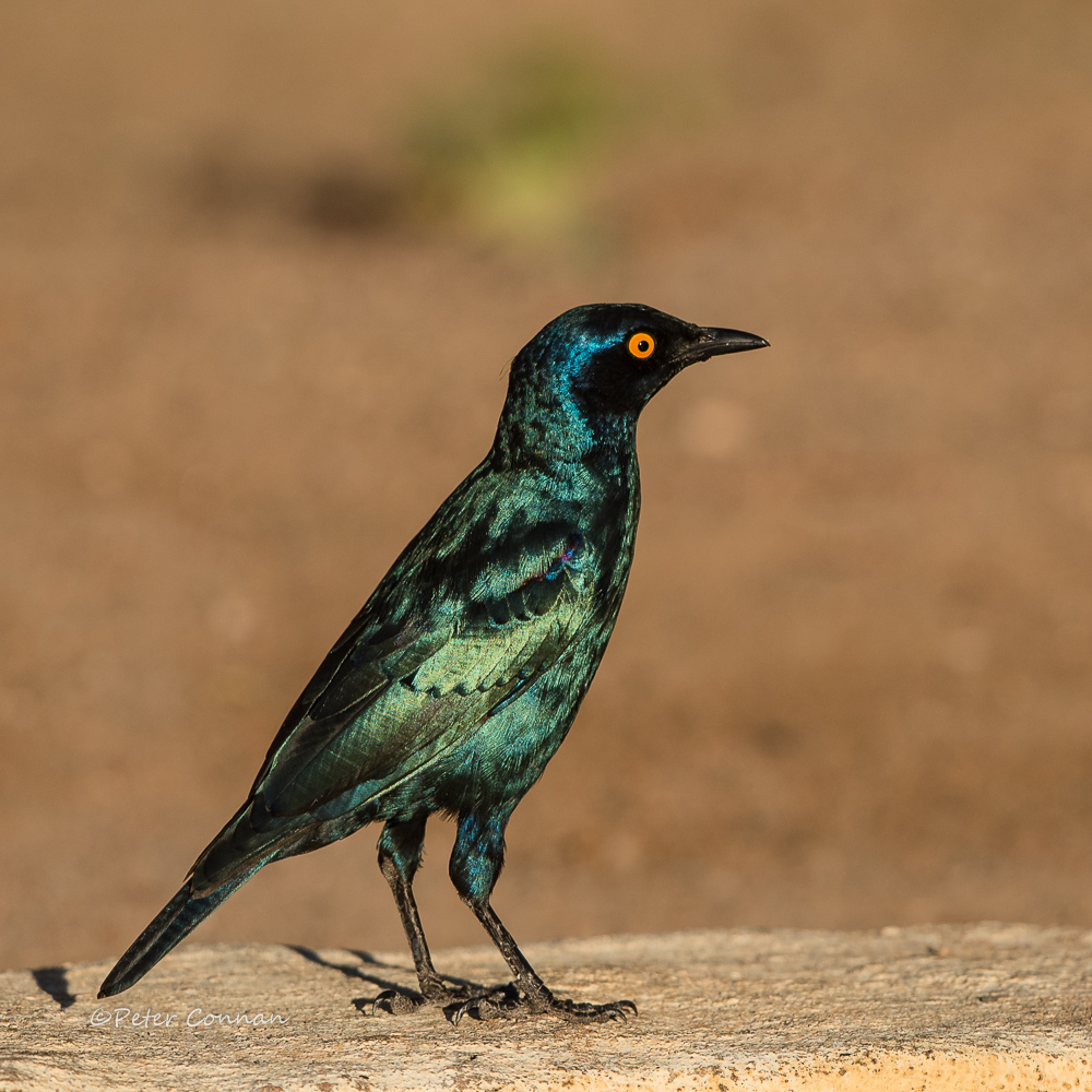Starling