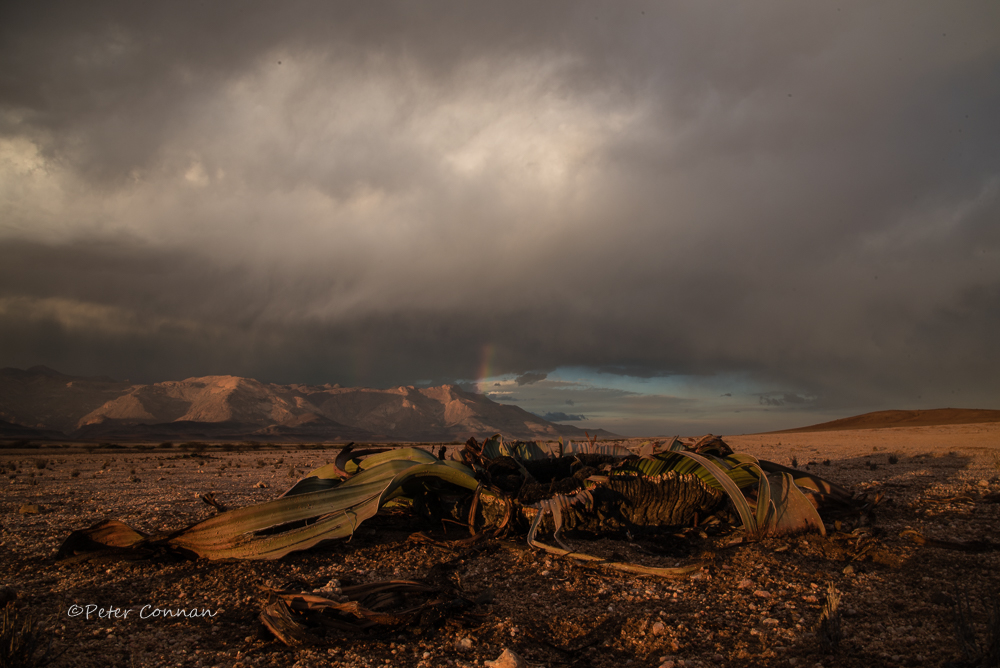 Welwitschia