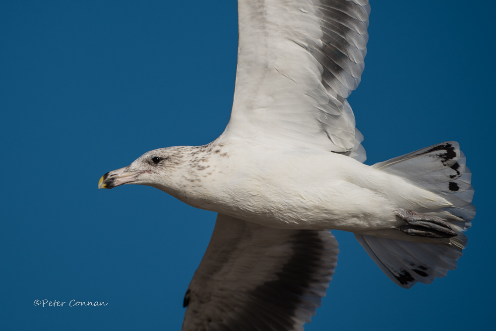 Kelp Gull (immature)
