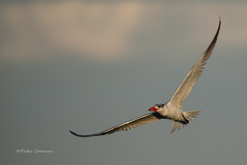 Caspian Tern