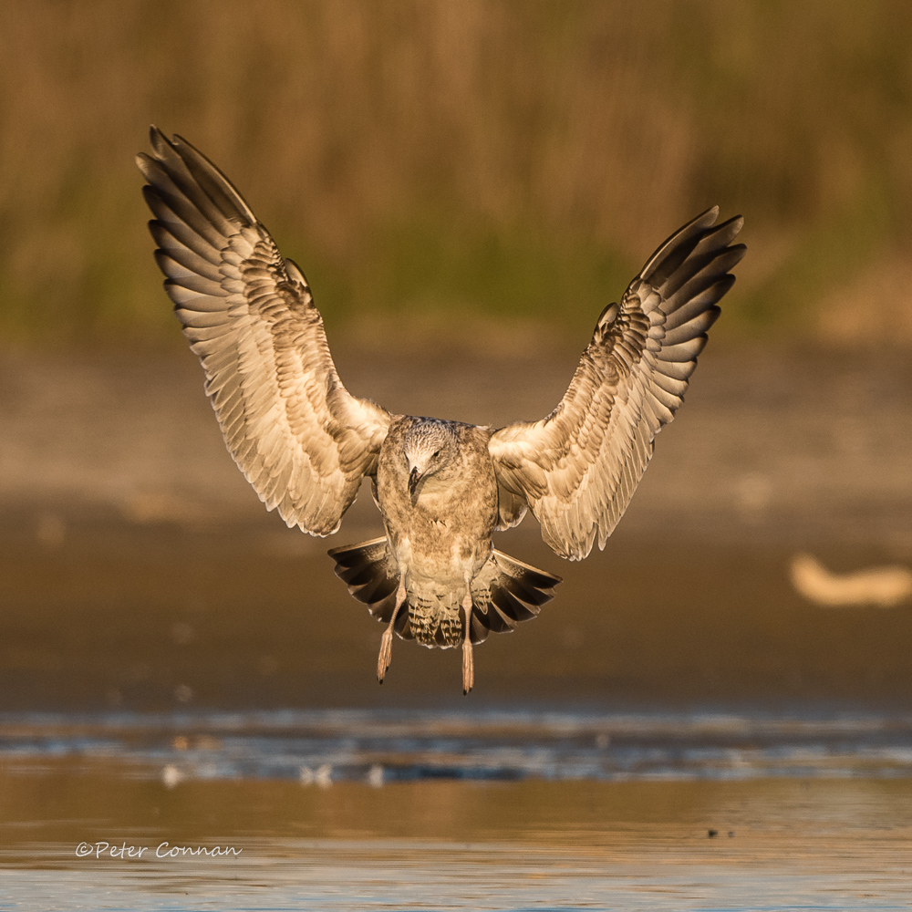 Hartlaub's Gull (immature)