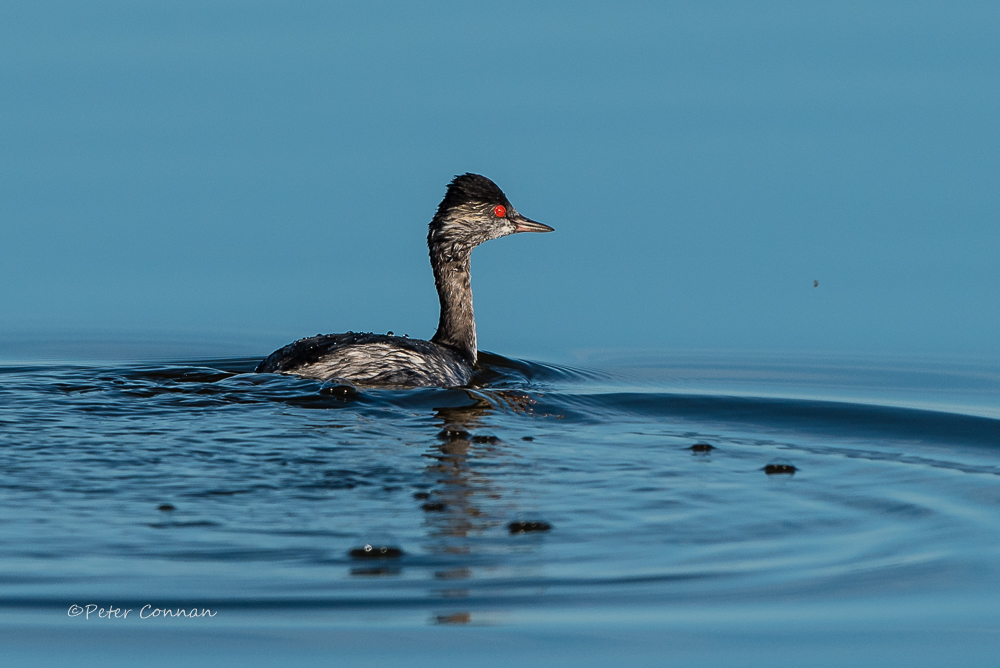 Black-necked Grebe