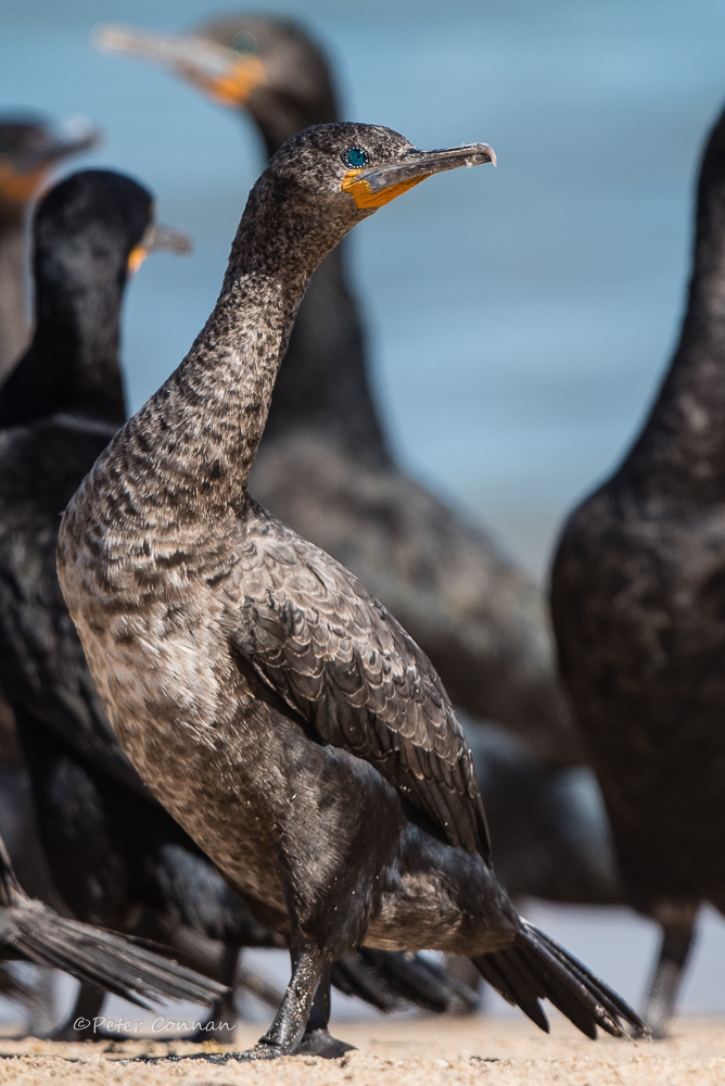 Cormorants