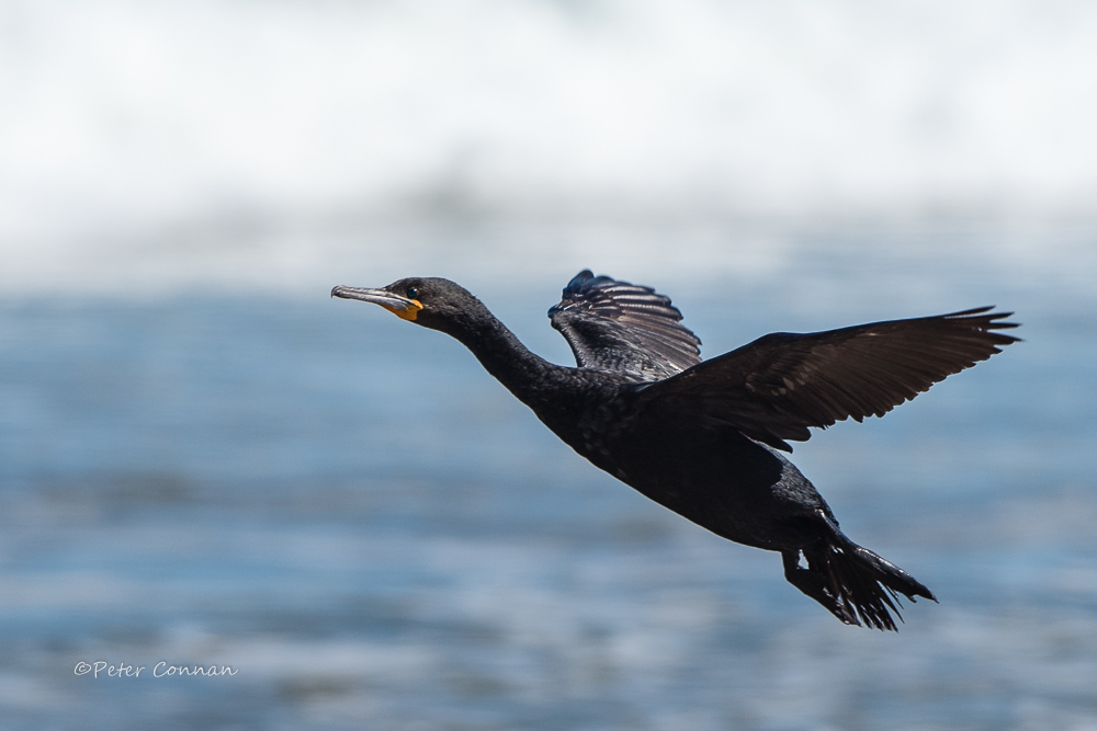 Cormorant