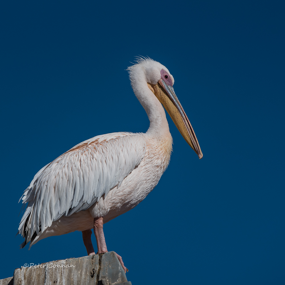 Great White Pelican