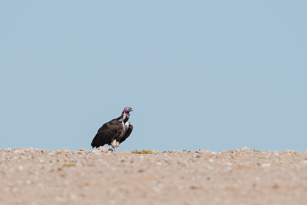 Lapped-faced Vulture