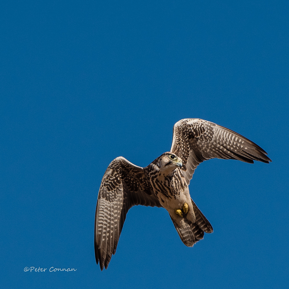 Lanner