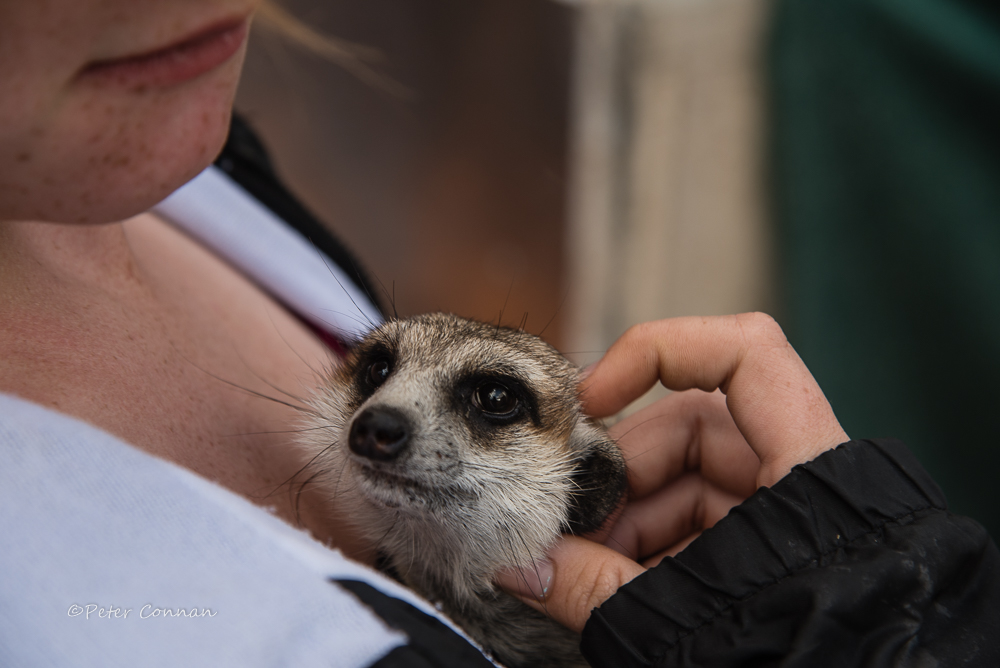 Meerkat