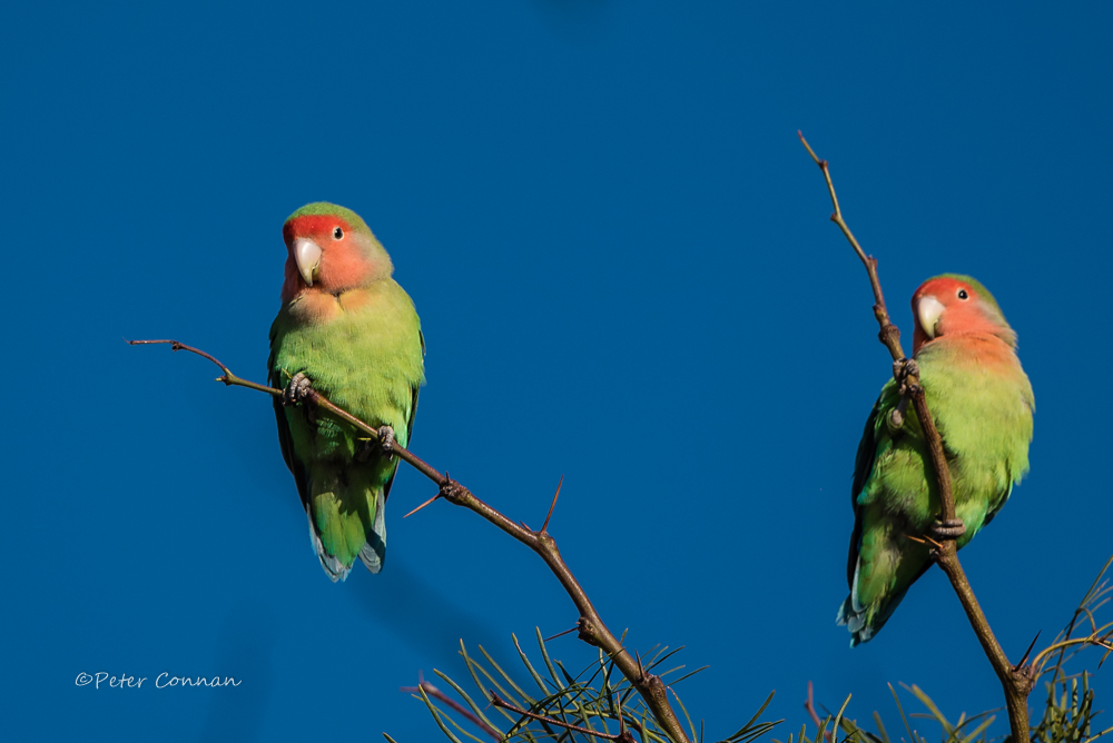 Lovebirds