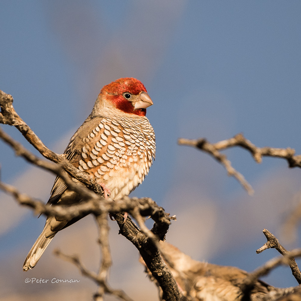 Red-headed Finch