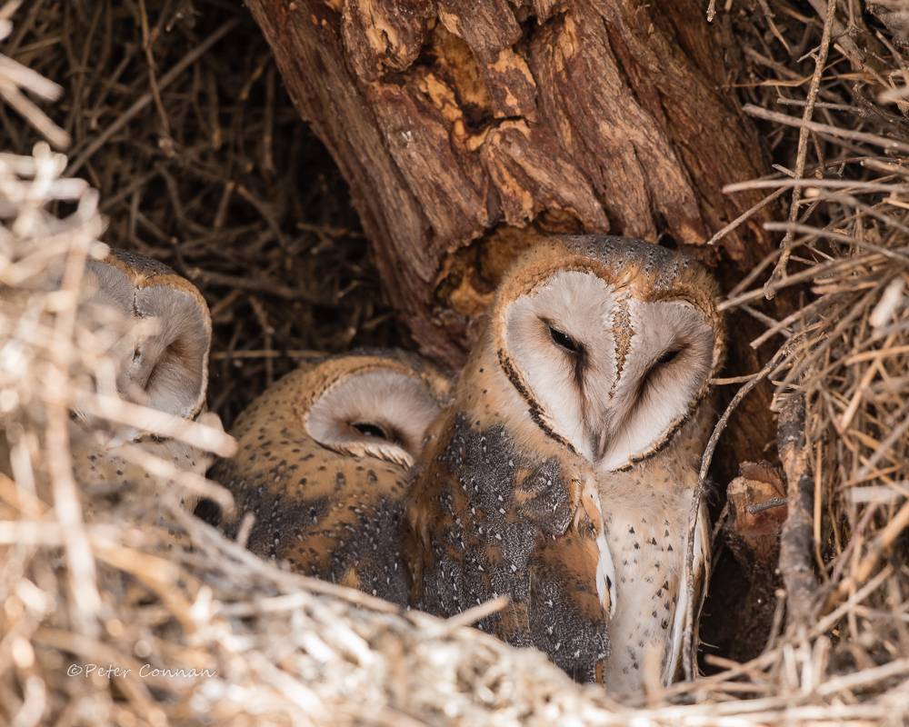 Barn Owls