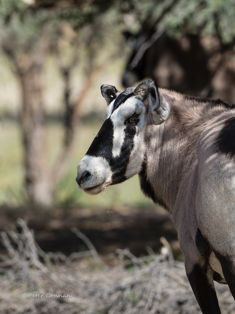 Korthoring Langhoringbok.