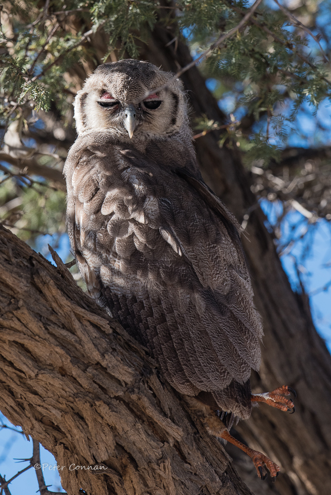 Giant Eagle Owl with Goshawk prey