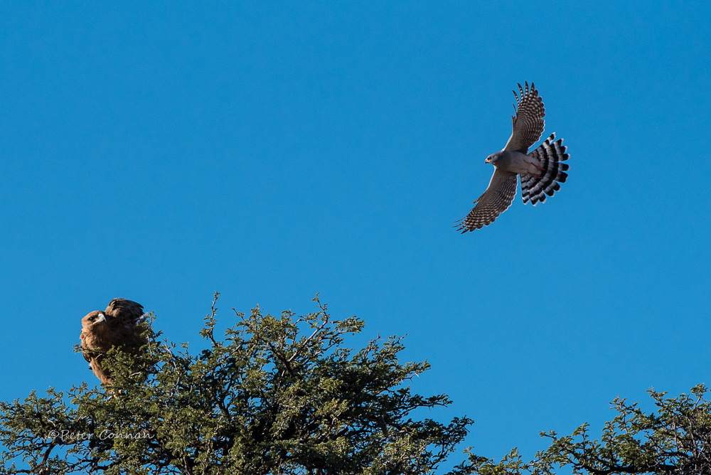 Tawny and Pale Chanting Goshawk