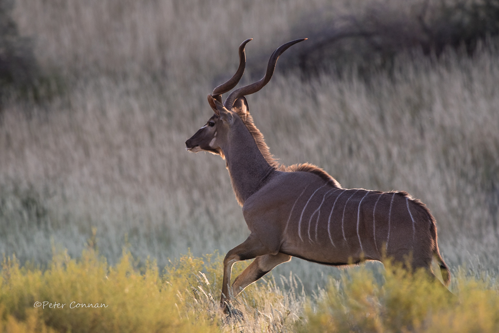 Kudu