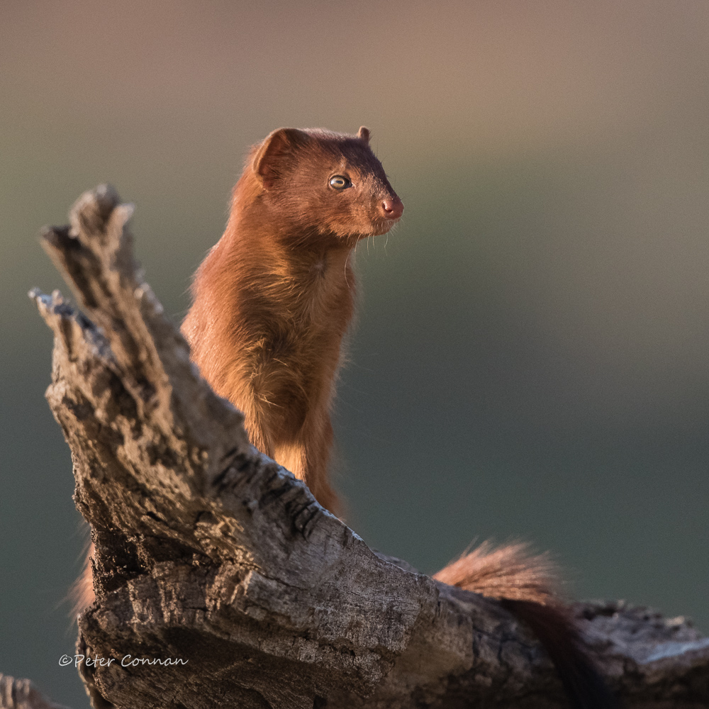 Slender Mongoose