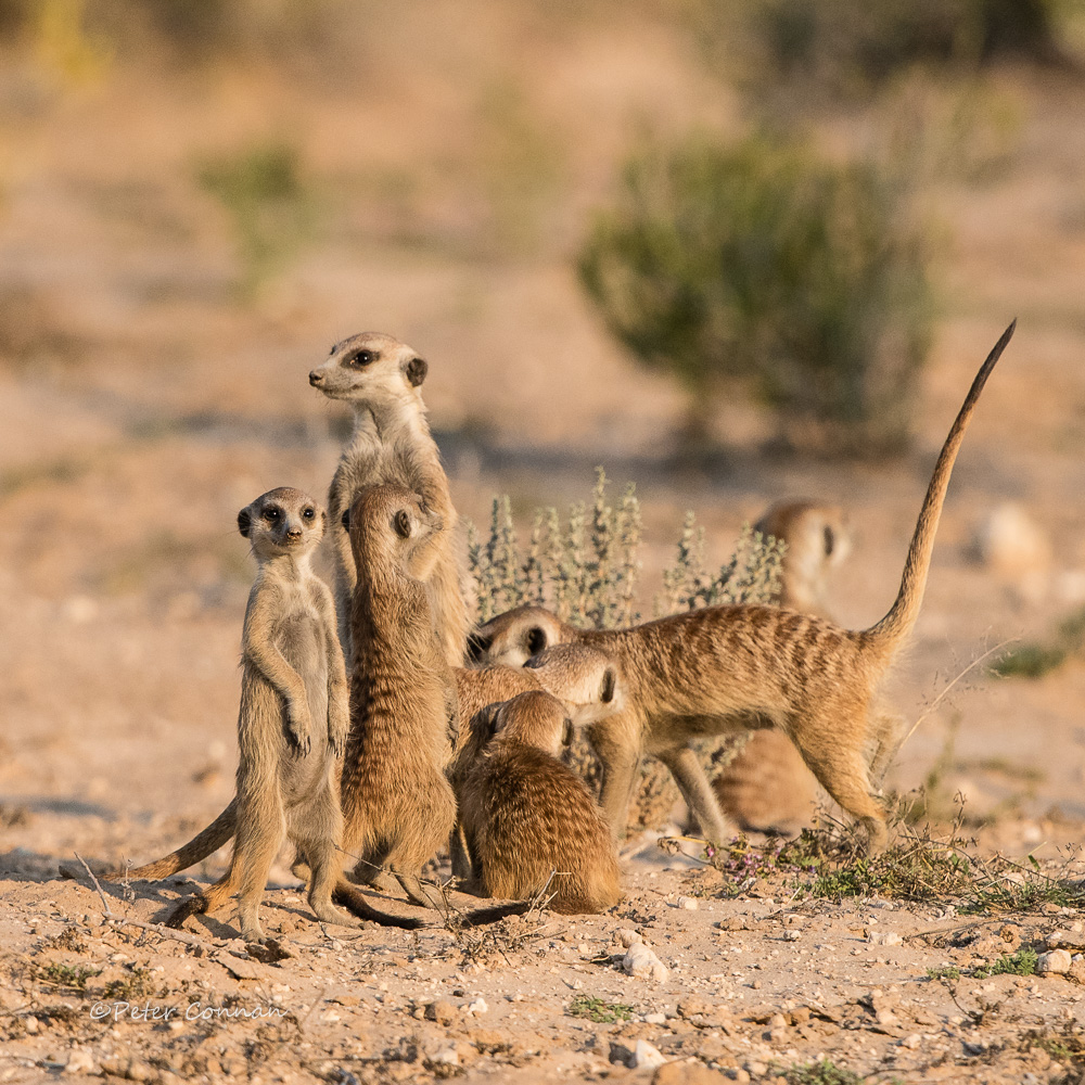 Meerkatte