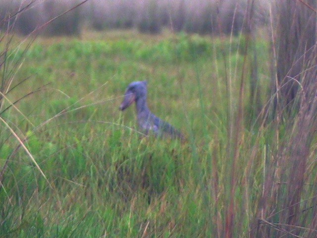 Shoebill Stork
